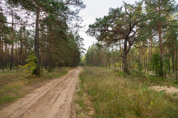 Fototapeta na wymiar rural road in the forest