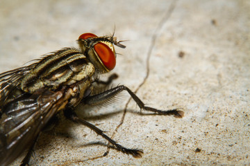 Macro shot a fly resting on the concrete