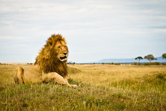 Tired male lion lying in the gras of the Maasai Mara, Kenya.