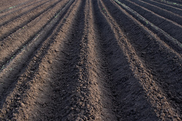 Land in the field, plowed, beds ready for planting