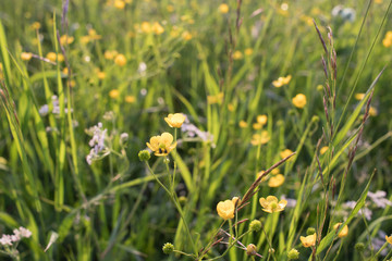 Obraz premium meadow flowers, bright summer, yellow and green colors, beautiful flowers, sunny day, bright sun shines