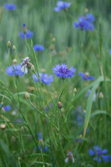 beautiful cormflowers on the meadow in spring