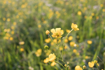 meadow flowers, bright summer, yellow and green colors, beautiful flowers, sunny day, bright sun shines