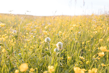meadow flowers, bright summer, yellow and green colors, beautiful flowers, sunny day, bright sun shines