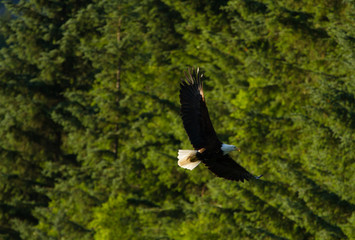Majestic Bald Eagle in Flight 