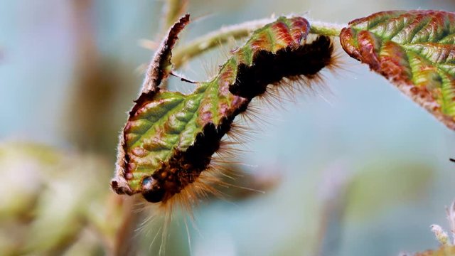 Close Up Of  A Caterpillar Between Leafs, (graded version)