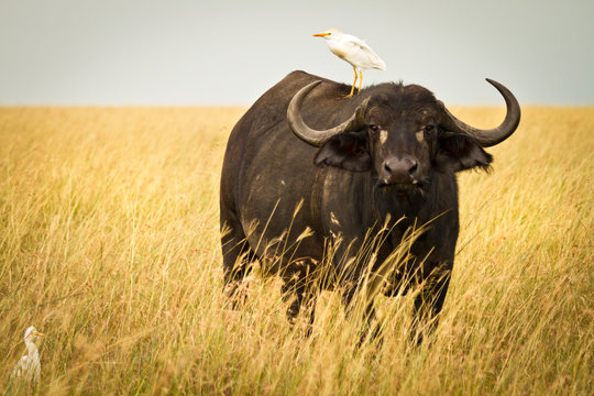 Water Buffalo with bird in the veldt of the Maasai Mara, Kenya.
