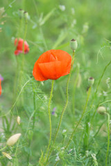 beatutiful poppy/papver on the meadow in spring