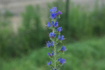 Hyssopus officinalis, hyssop in the leadow in spring