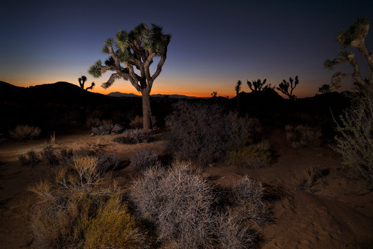 Joshua Tree National Park, California, USA: Artificial lighted Joshua trees in front of the evening sky after sunset.