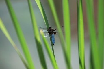 dragonfly on green leaf