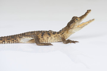 Naklejka premium Side view on small alligator