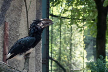 Dzioborożec trąbiący (Bycanistes bucinator)  w poznańskim zoo