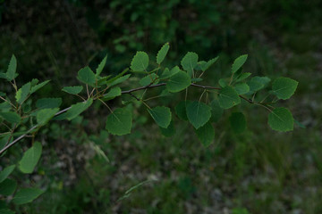 oak leaves on the tree in spring