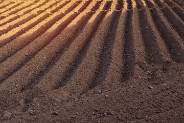 Furrows row pattern in plowed field prepared for planting crops in spring. Horizontal view in...