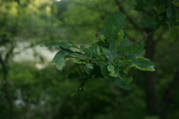 oak leaves on the tree in spring
