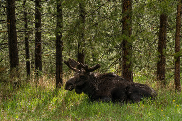 Resting Bull Moose