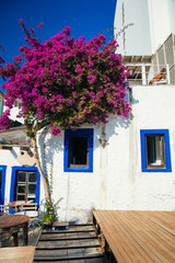 Fototapeta na wymiar Traditional Aegean style white houses, colorful streets and bougainvillea flowers in Bodrum city of Turkey. White colored architecture in Bodrum town Turkey.