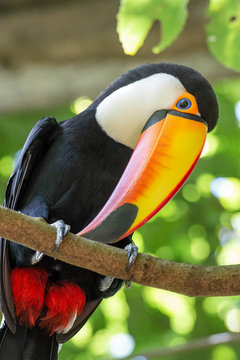 Beautiful exotic tropical toucan bird in the Bird's Park