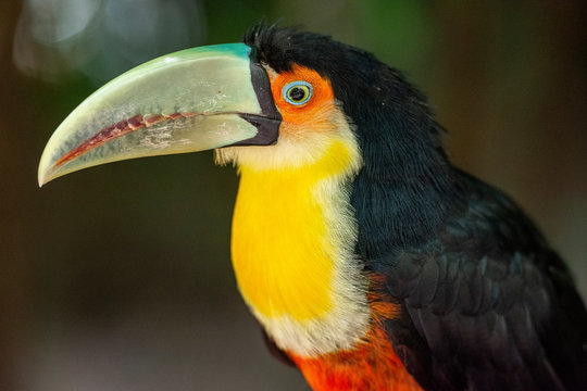 Beautiful exotic tropical toucan bird in the Bird's Park