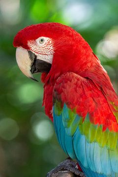 Beautiful exotic tropical red parrot bird in the Bird's Park