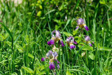 Blue jay (Cyanocitta cristata) in the city  park