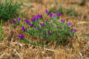 field of purple flowers in the field
