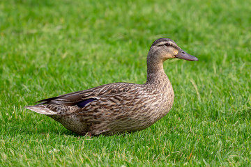 Mallard (Anas platyrhynchos) female in the meadow