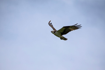 Western Osprey, bird of prey in flight