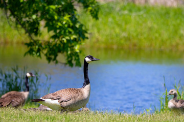 Canada goose (Branta canadensis) with their goslings