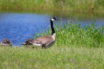  Canada goose (Branta canadensis) with their goslings