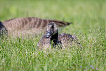  Canada goose (Branta canadensis) with their goslings
