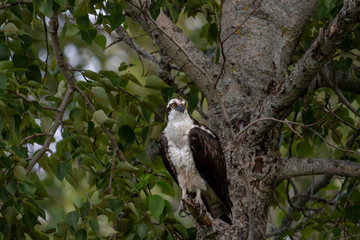 Western osprey  (Pandion haliaetus) sitting on a tree