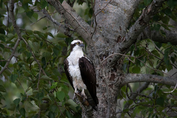Western osprey  (Pandion haliaetus) sitting on a tree
