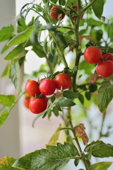 bright red fruits of tomato grown in the city