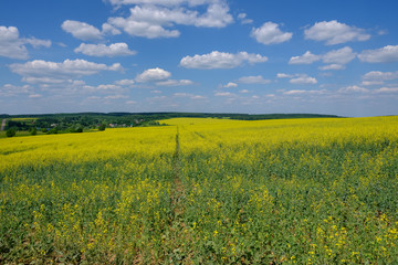 Obraz premium beautiful summer landscape with a view of the yellow field of rapeseed, blue sky and white clouds