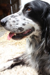 portrait of cute english setter dog, colored black and white, close up