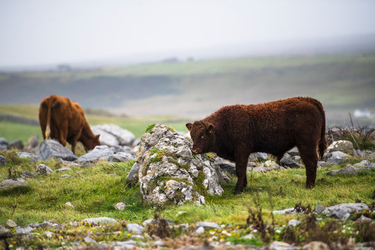 Cows out to pasture in Ireland