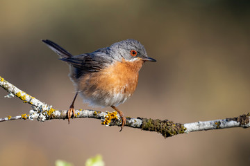 Subalpine warbler male. Sylvia cantillans, perched on the branch of a tree on a uniform background
