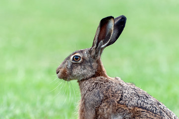 Side view of a brown hare