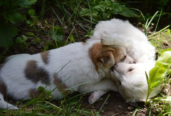 Naklejka na ściany i meble two little puppies are playing