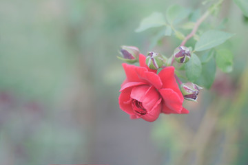 Red rose flower close up.