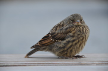 Spatz dick