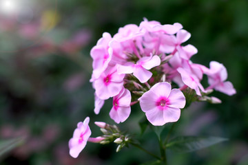 Fototapeta na wymiar Pink flowers grow in the garden