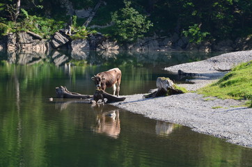 Kuh mit Spiegelung im See