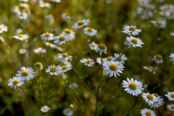 Many white chamomile flowers on the field