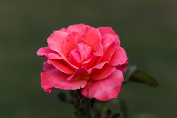 Beauty of Pink Rose