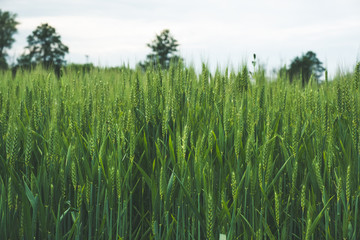 Green wheat ear spikes close up