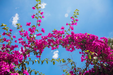 Obraz na płótnie Canvas Beautiful red or pink Bougainvillea flowers, plants and garden in Bodrum city of Turkey. View of beautiful garden at summer season in Bodrum town Turkey.