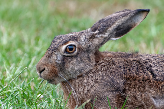 Close-up of a hare - laying in the grass while it eats
